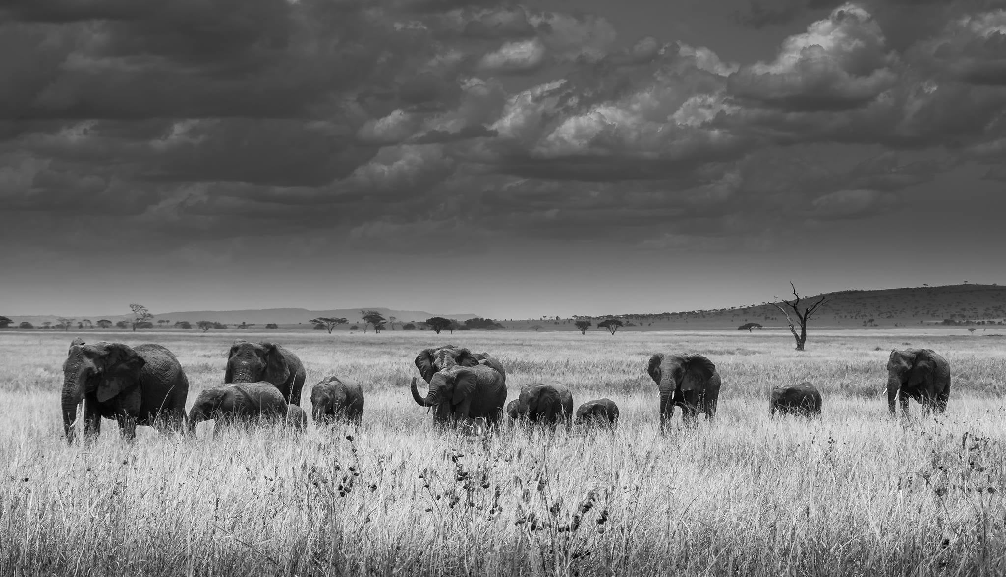 Limited Edition Elephant Family Print