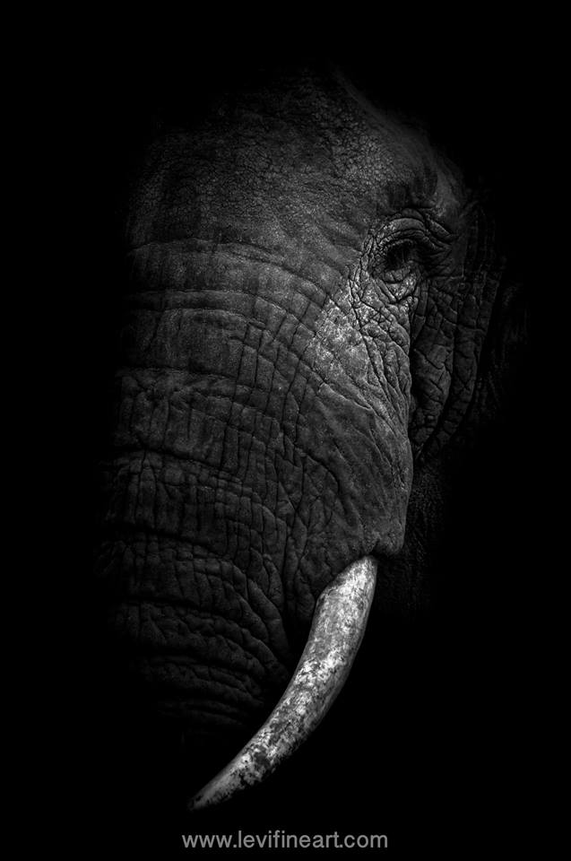 Elephant's Extinction.jpg