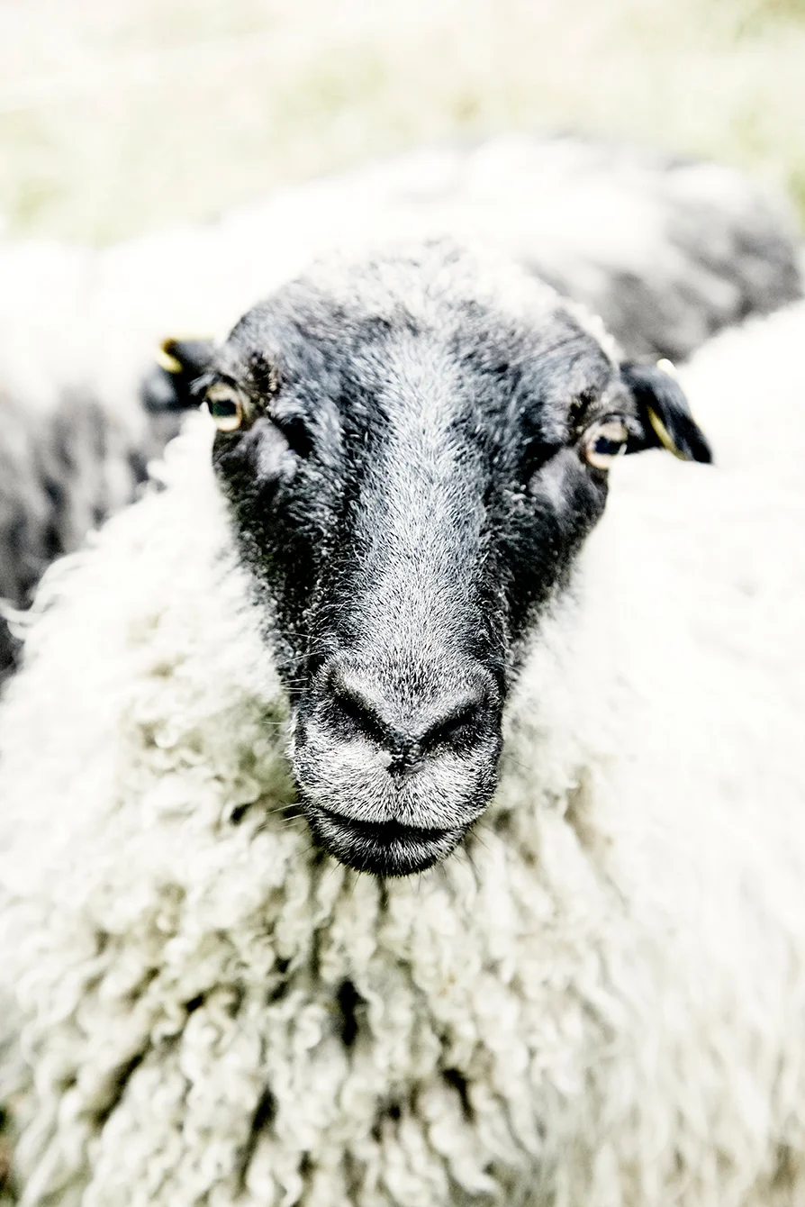 20170728_JPeffley_LindeborgsFarm_33_trt_trt.jpg