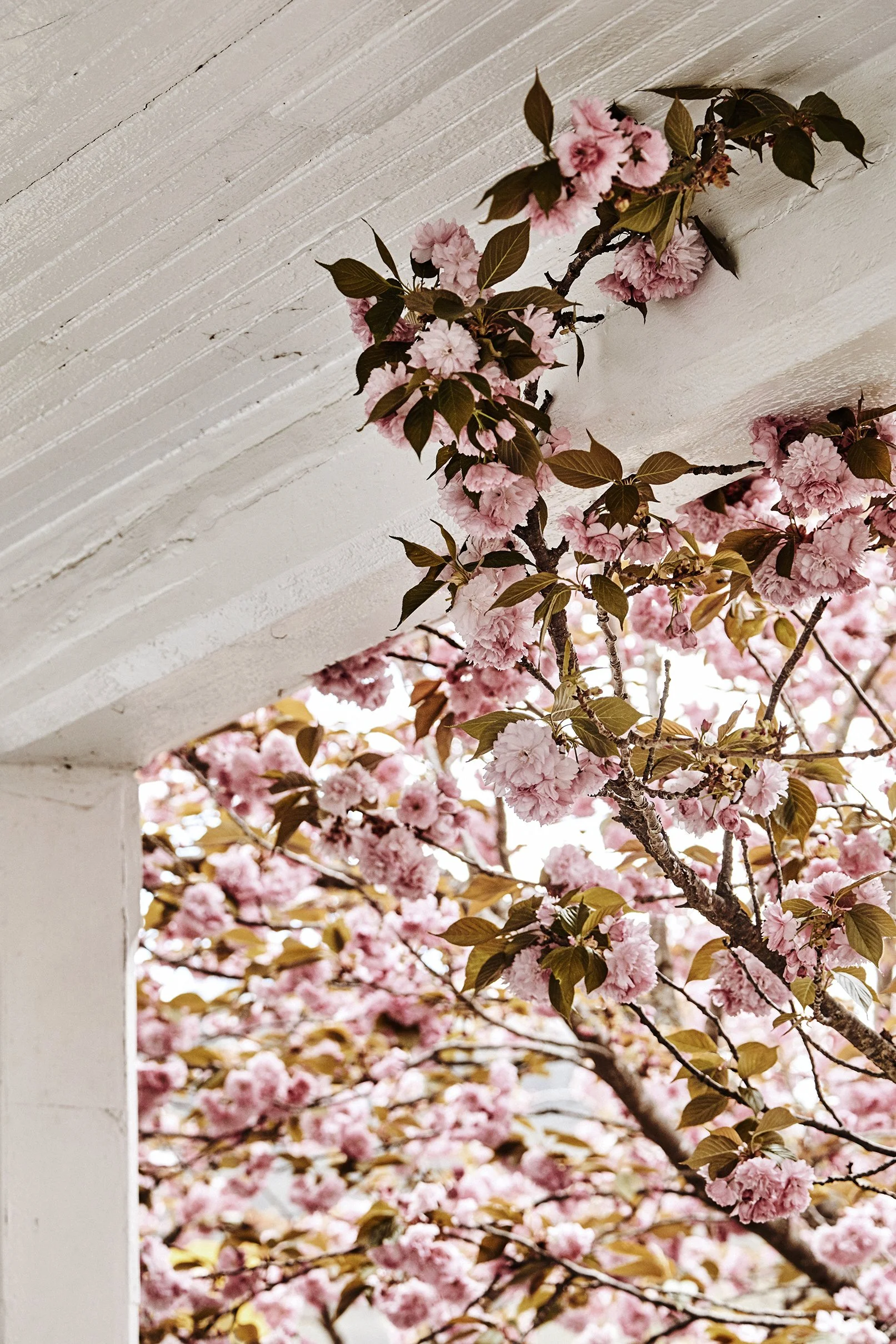 20180417_JPeffley_Asheville_147_trt.jpg