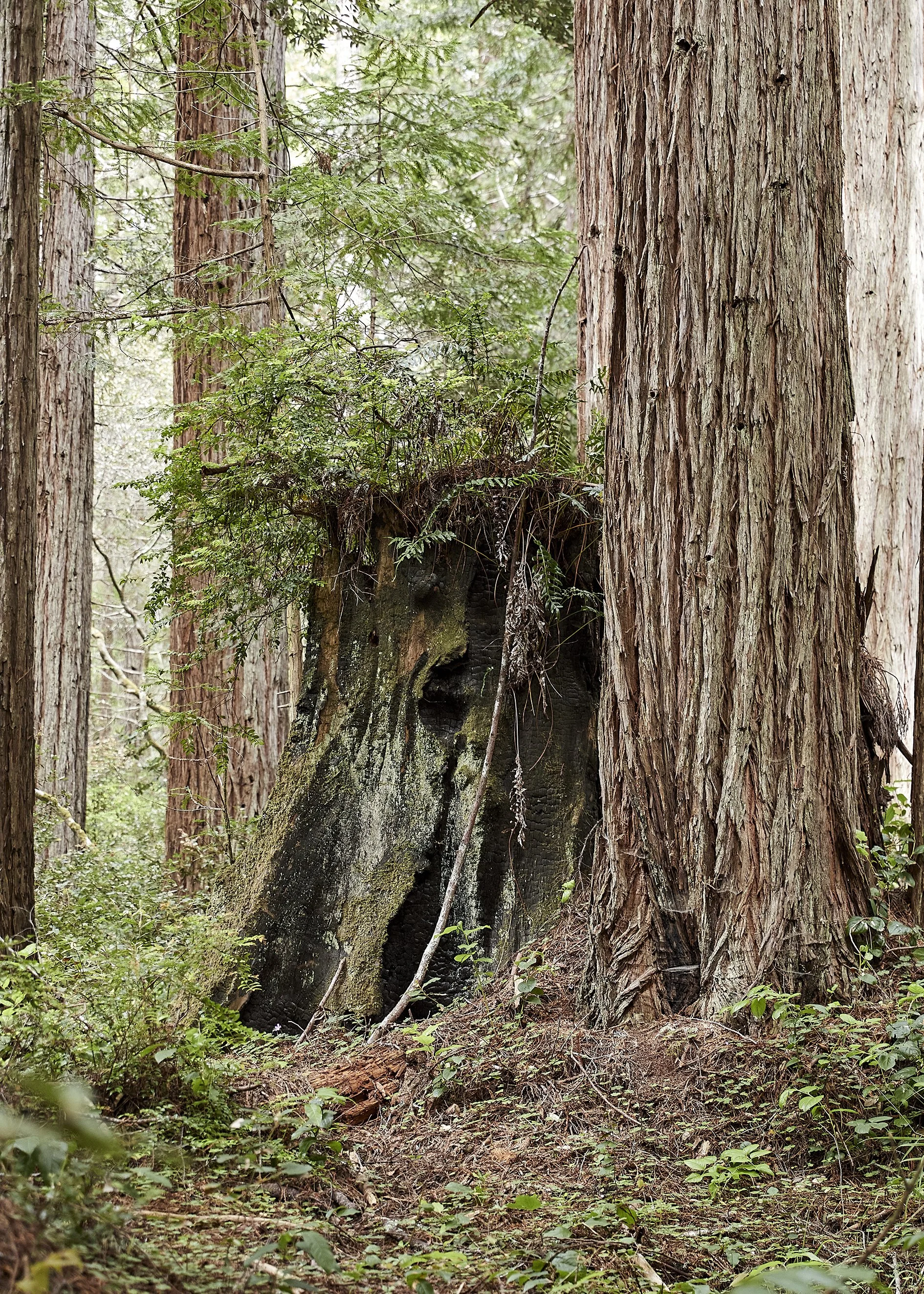 20230612_JennaPeffley_Mendocino_0381.jpg