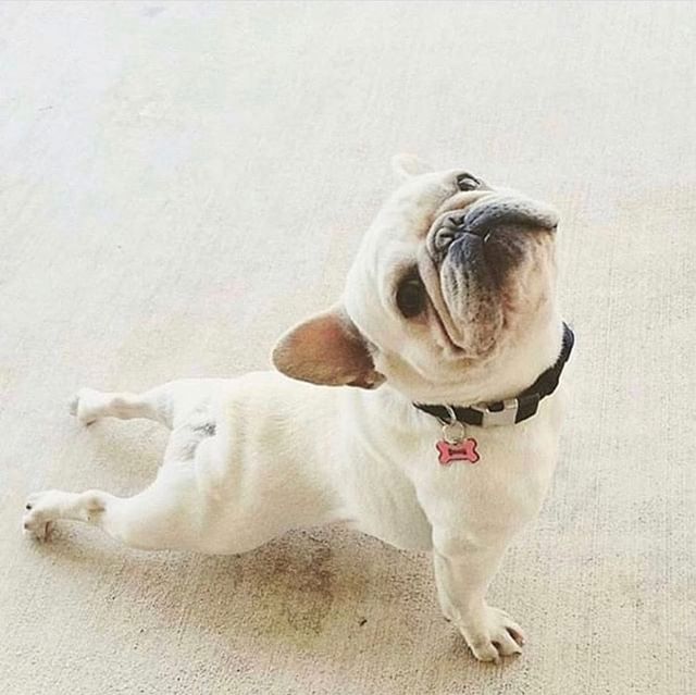 Take a cue from this smart pup and get your &ldquo;up dog&rdquo; groovin&rsquo; on the mat. Your body, mind and spirit will thank you 🥰

Dates left this month to yoga
.
.
✨Tonight (Thur 18th) 7 pm
✨Sat (20th) 9 am
✨Mon (22nd) 6:30 pm
✨Thur (25th) 7 