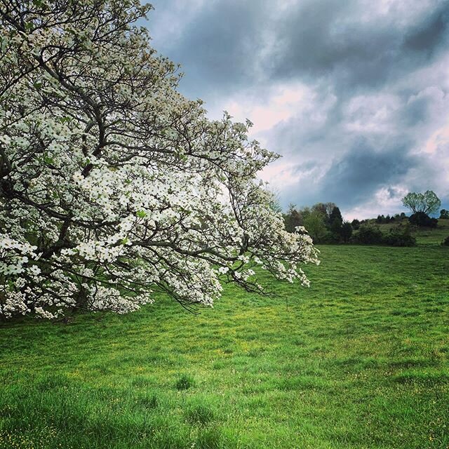 Today&rsquo;s beauty spot and simple reminder from the days journey:

What we repeat, we strengthen. 
#listening #awake #dailyreminder #journalyourjourney #dailychoices #growthmindset #motivation #nourisheveryday