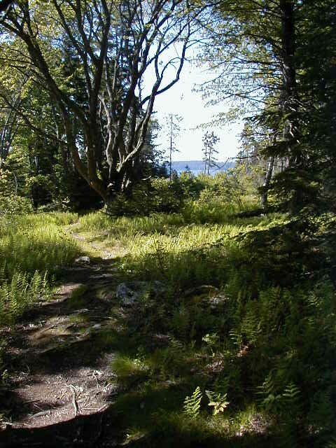 Forest Trails