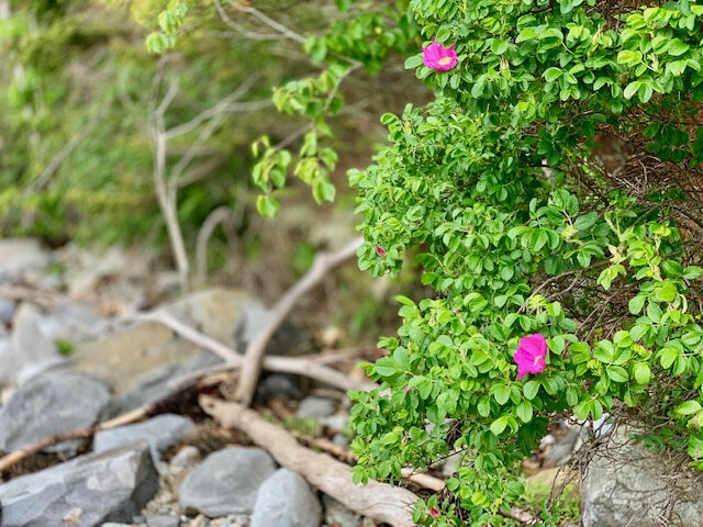 Floods Cove Shore Flowers1.1.jpg