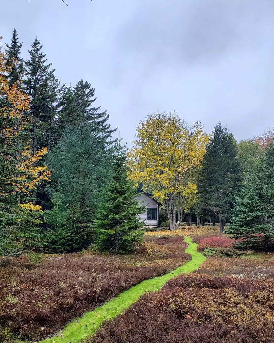 Follow the Little Green Path.

Grass footpath meandering through a blueberry and huckleberry field.  Path as art symbolizing the transformative  journey towards environmental change.
#landscapedesign #landscapeart #cop26 #landscapephotography #maine 