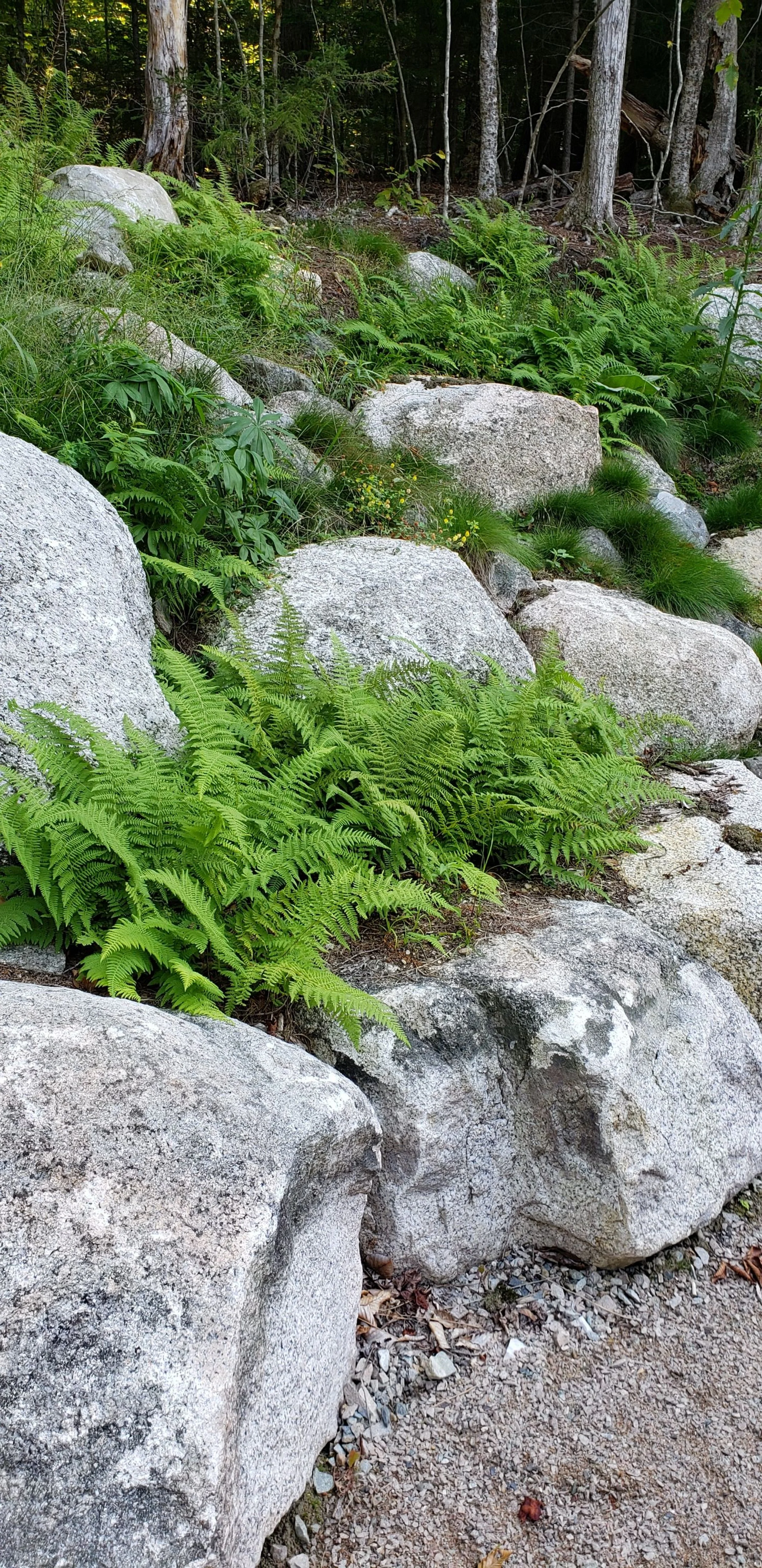 Boulder Retainer with Ferns and Native Plantings