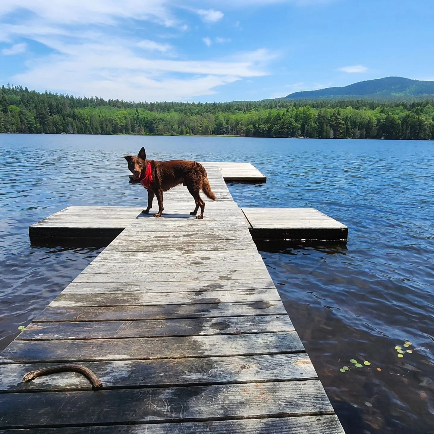 Job site of the day! Bodhi approved on this hot 1st day of summer.

#staycool #summersolstice #mountdesertisland @acadialandscape