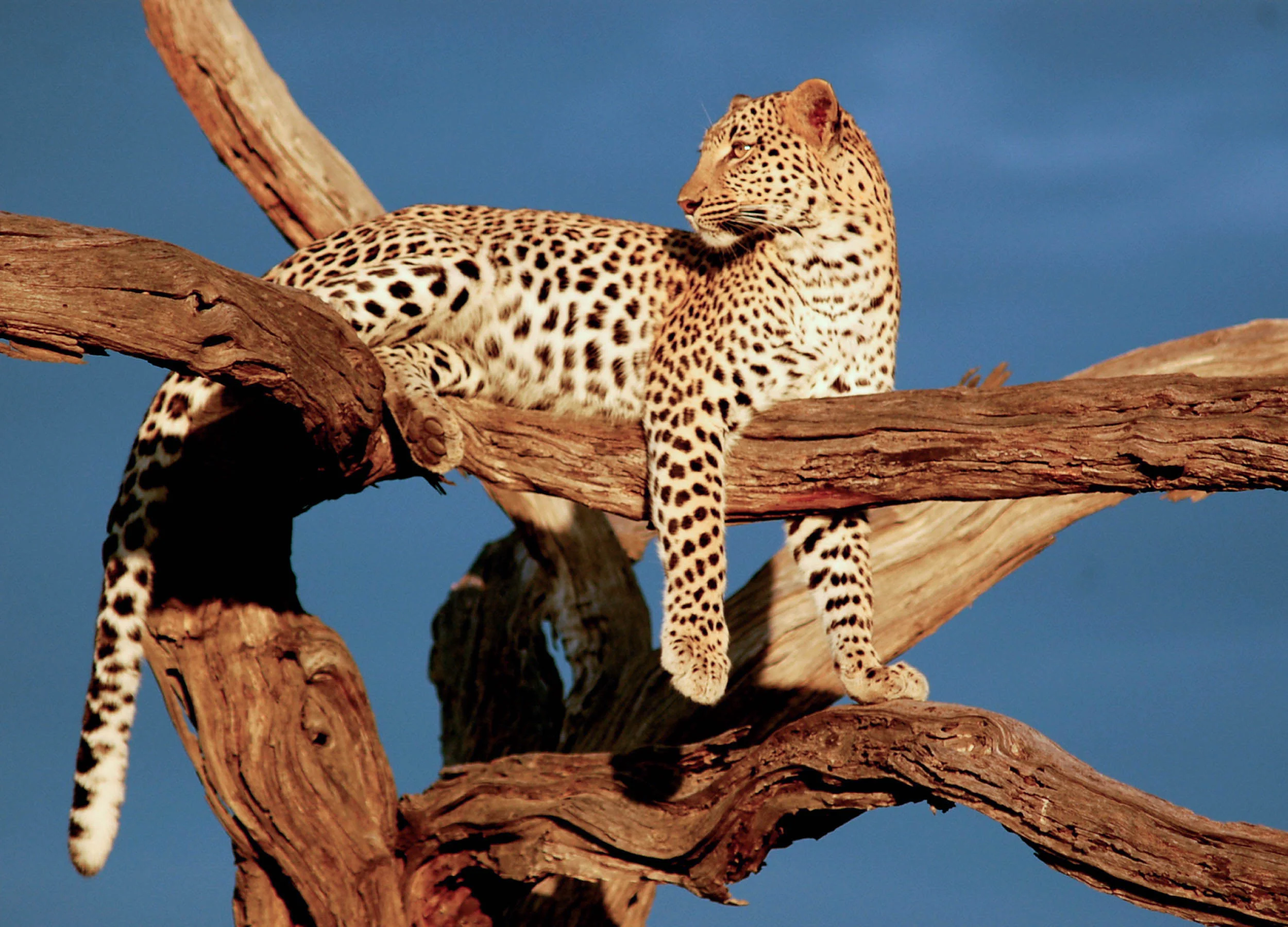 African_Safari.jpg