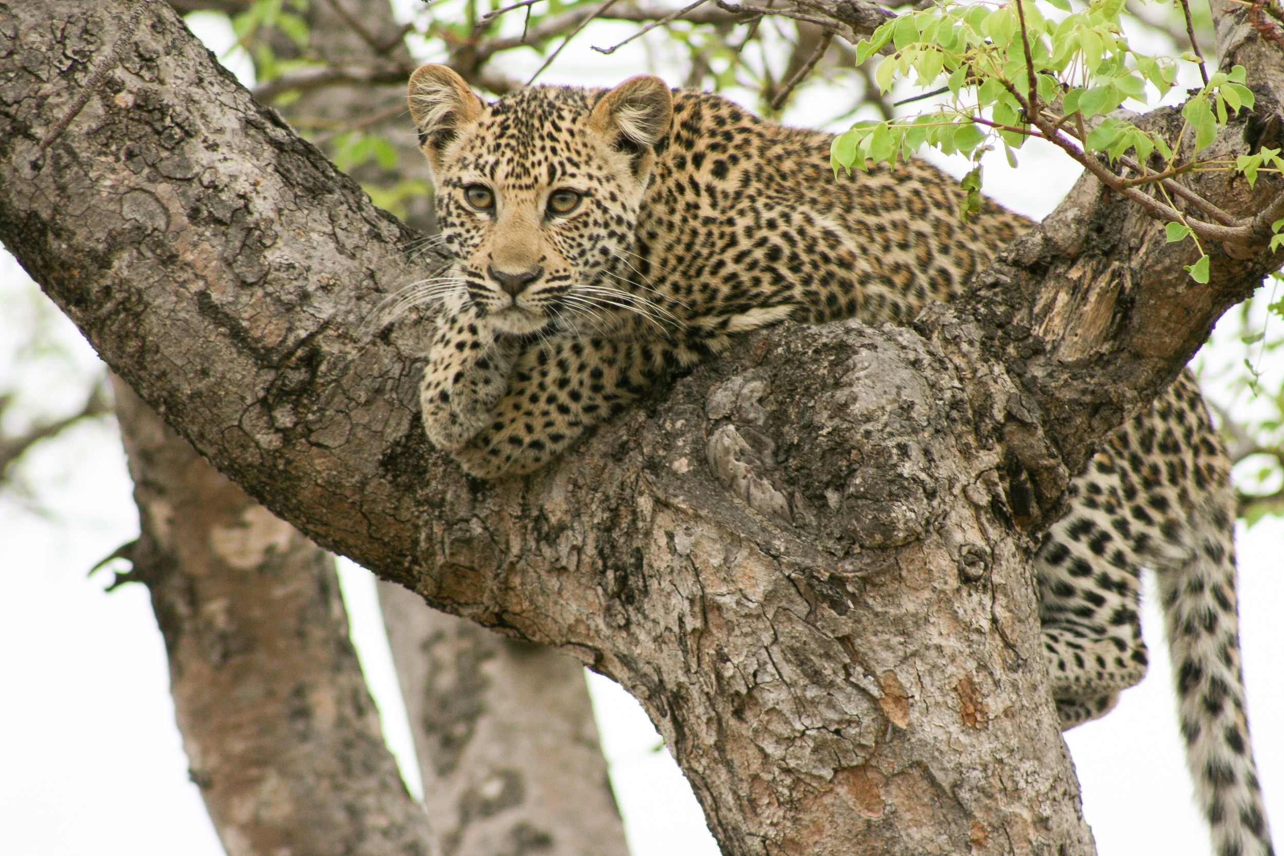 leopard_cub.jpg