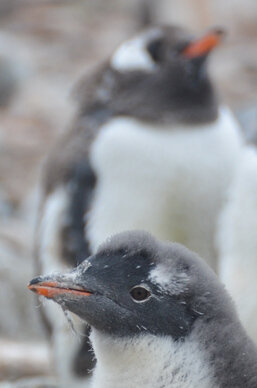 Antarctica-penguin-babies.jpg
