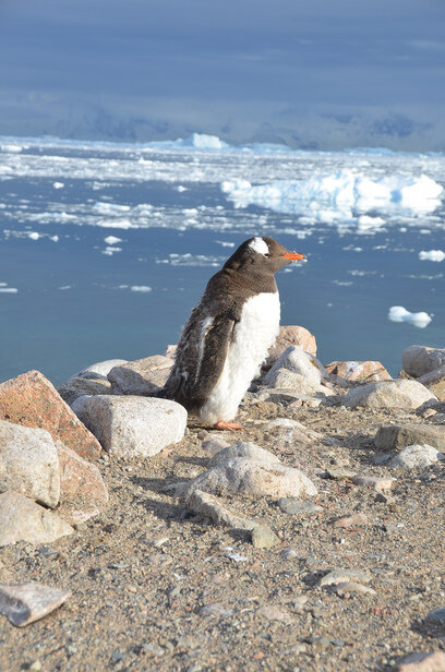 Antarctica-penguin-on-rocks.jpg