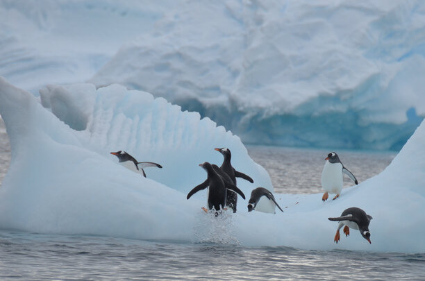 Antarctica-penguins-on-glacier.jpg