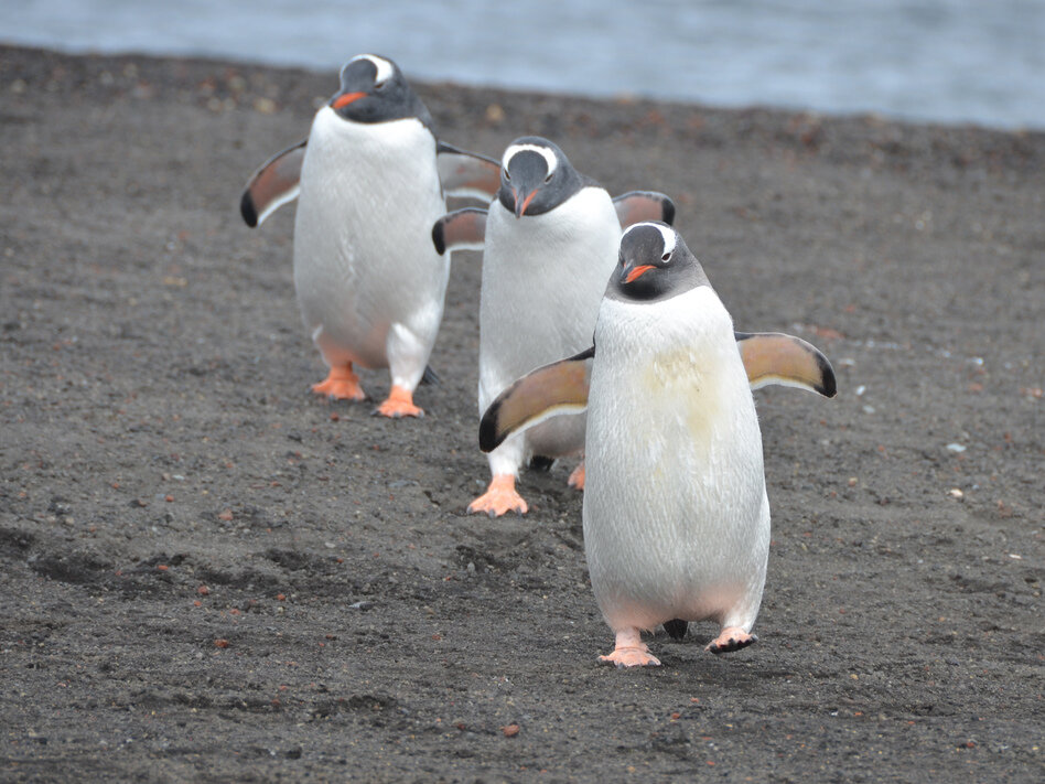 Antarctica-penguins.jpg