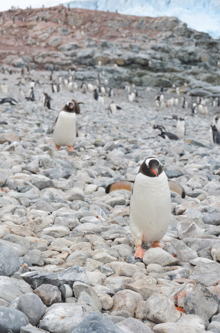 Antarctica-penguins-on-rocks.jpg