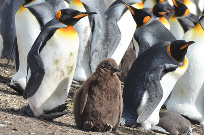 Baby-King-Penguin.jpg