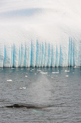 glacier-with-whale.jpg