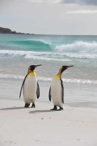 King-Penguins-by-water.jpg