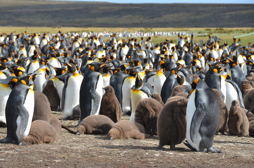 Group-of-king-penguins.jpg