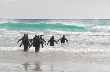 King-Penguins-going-into-wave.jpg