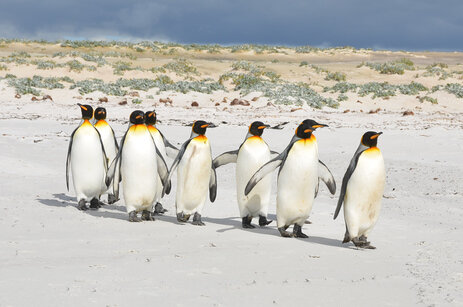 King-penguins-in-a-line.jpg