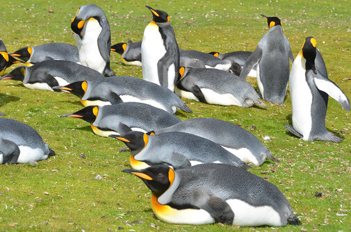 King-Penguins-in-grass.jpg