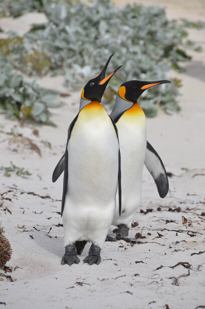 King-Penguins-in-sand.jpg