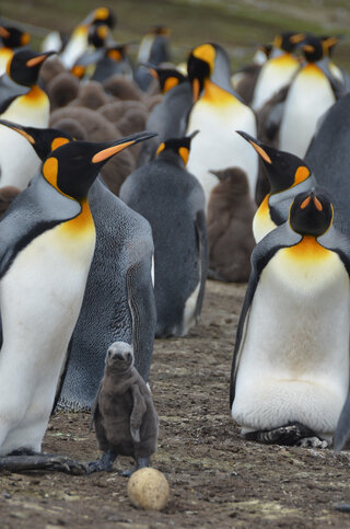 King-Penguins-with-baby.jpg