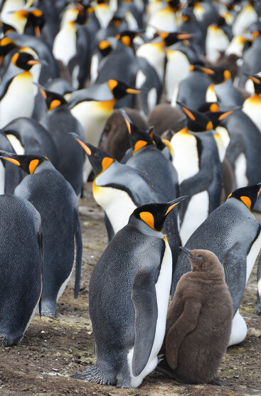 King-penguins-mama-baby.jpg