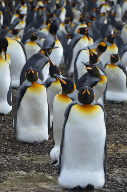 King-Penguins.jpg