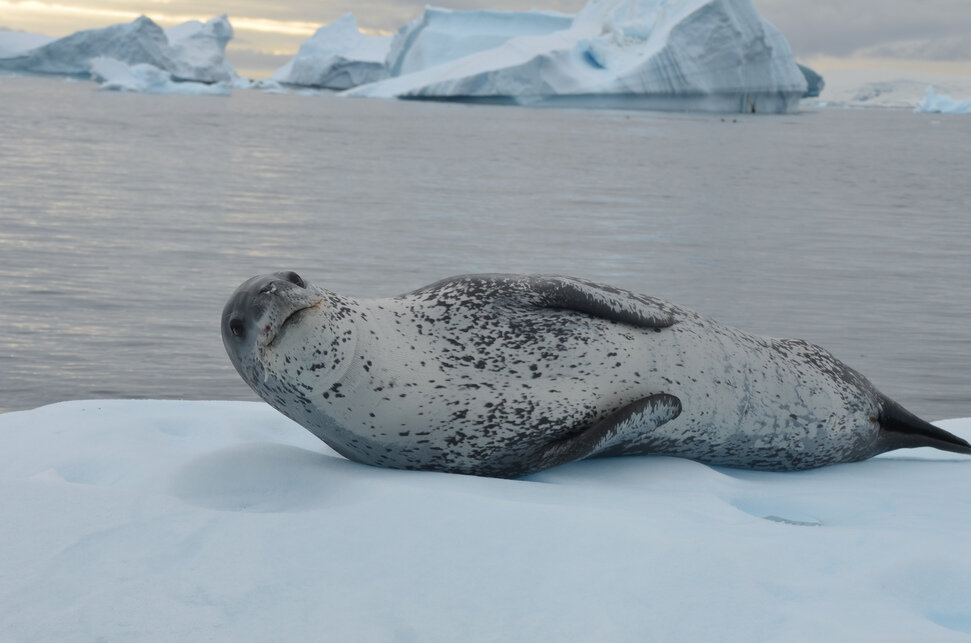 seal-laying-on-ice.jpg