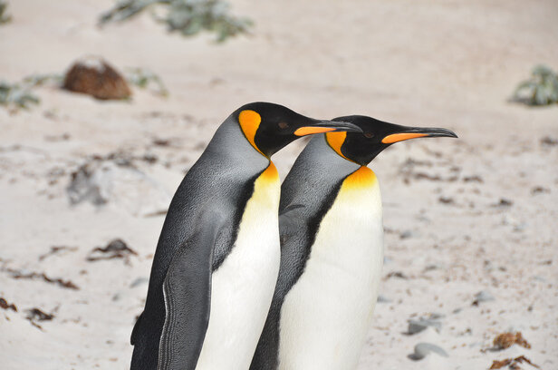 Two-King-Penguins.jpg