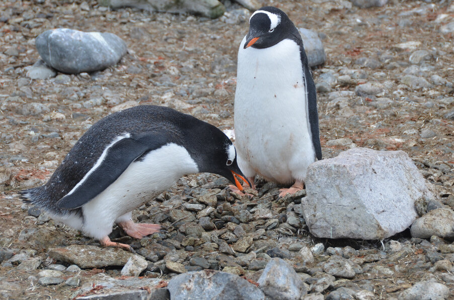 Two-Antarctica-penguins.jpg