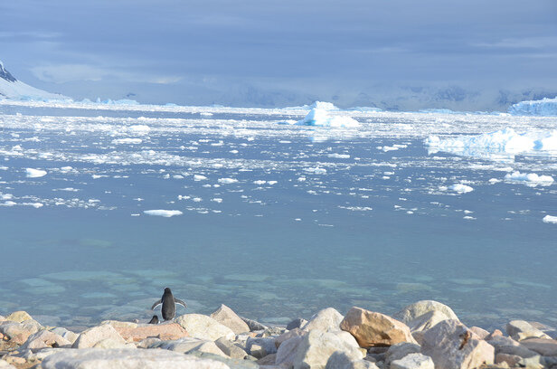 Penguin-in-front-of-glaciers.jpg