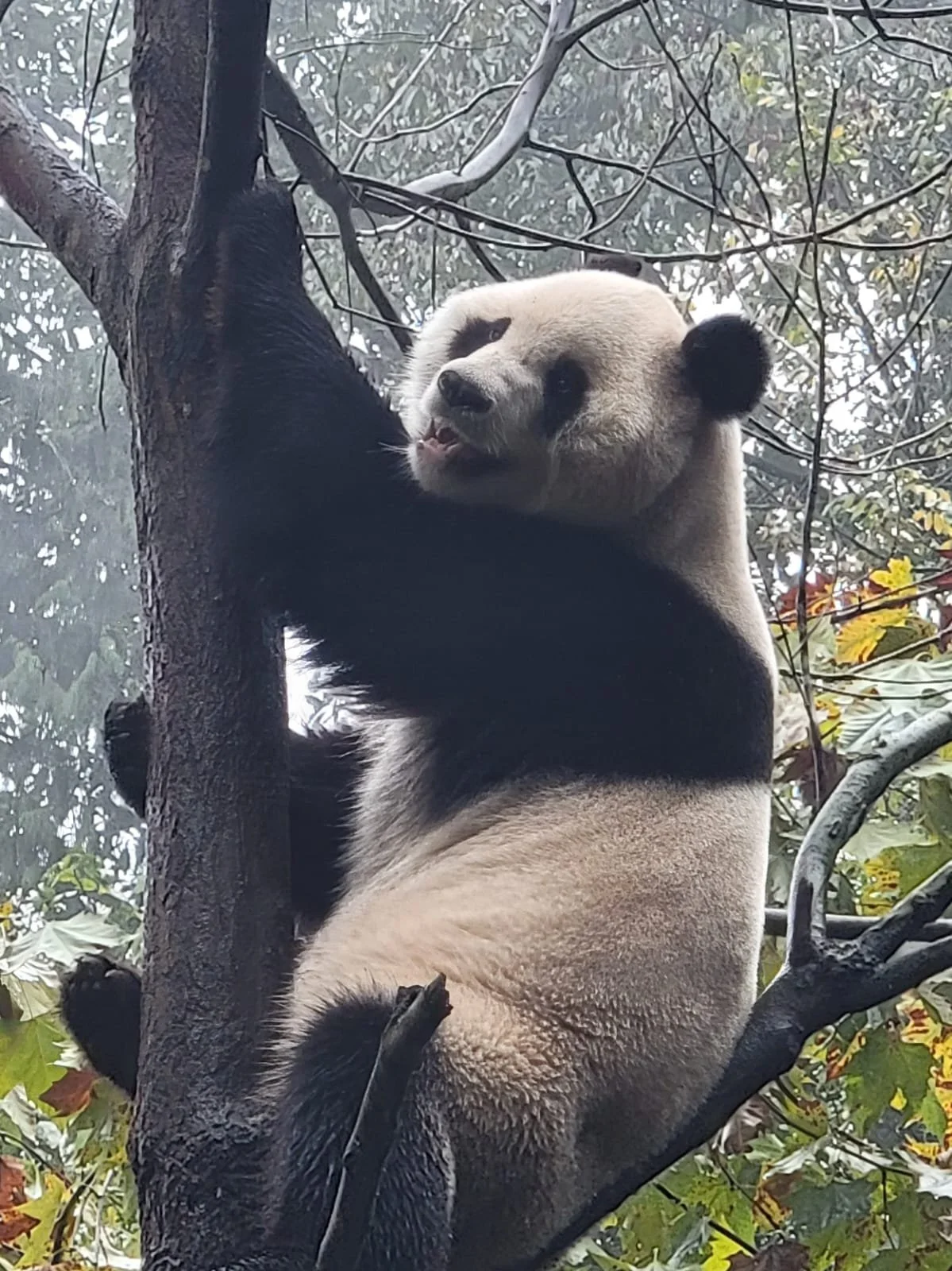 Penguins, Pandas and Blue-Footed Boobies