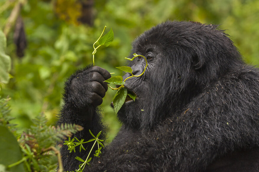 Gorillas in Volcanoes National Park, Rwanda