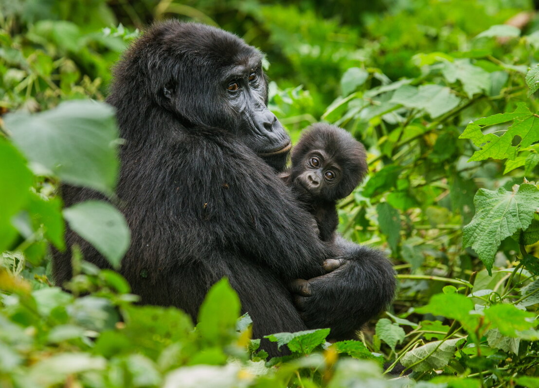 Gorillas in Volcanoes National Park, Rwanda