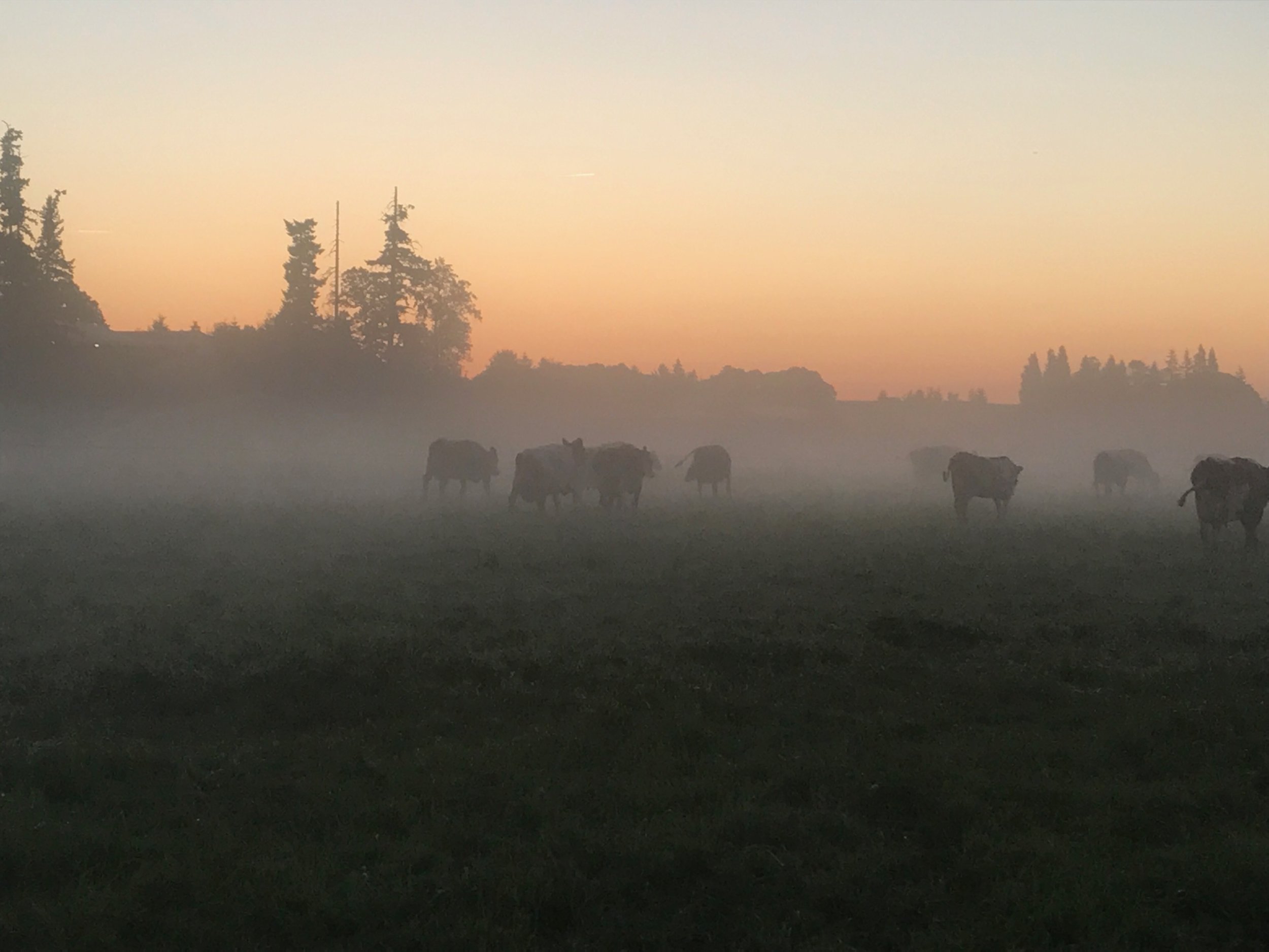 Perrin Family Farm at dawn.