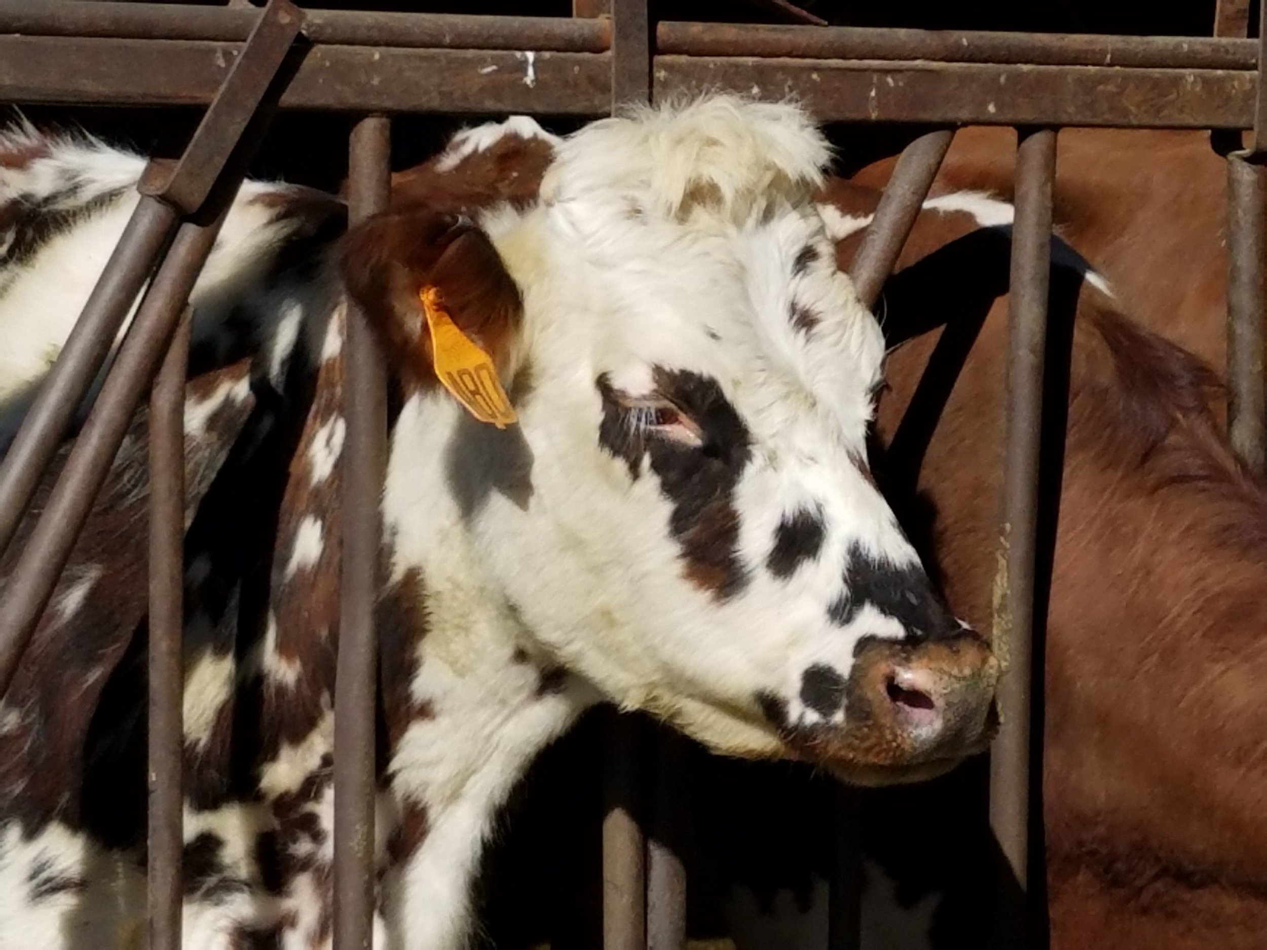 Dreamy Ayrshire cow