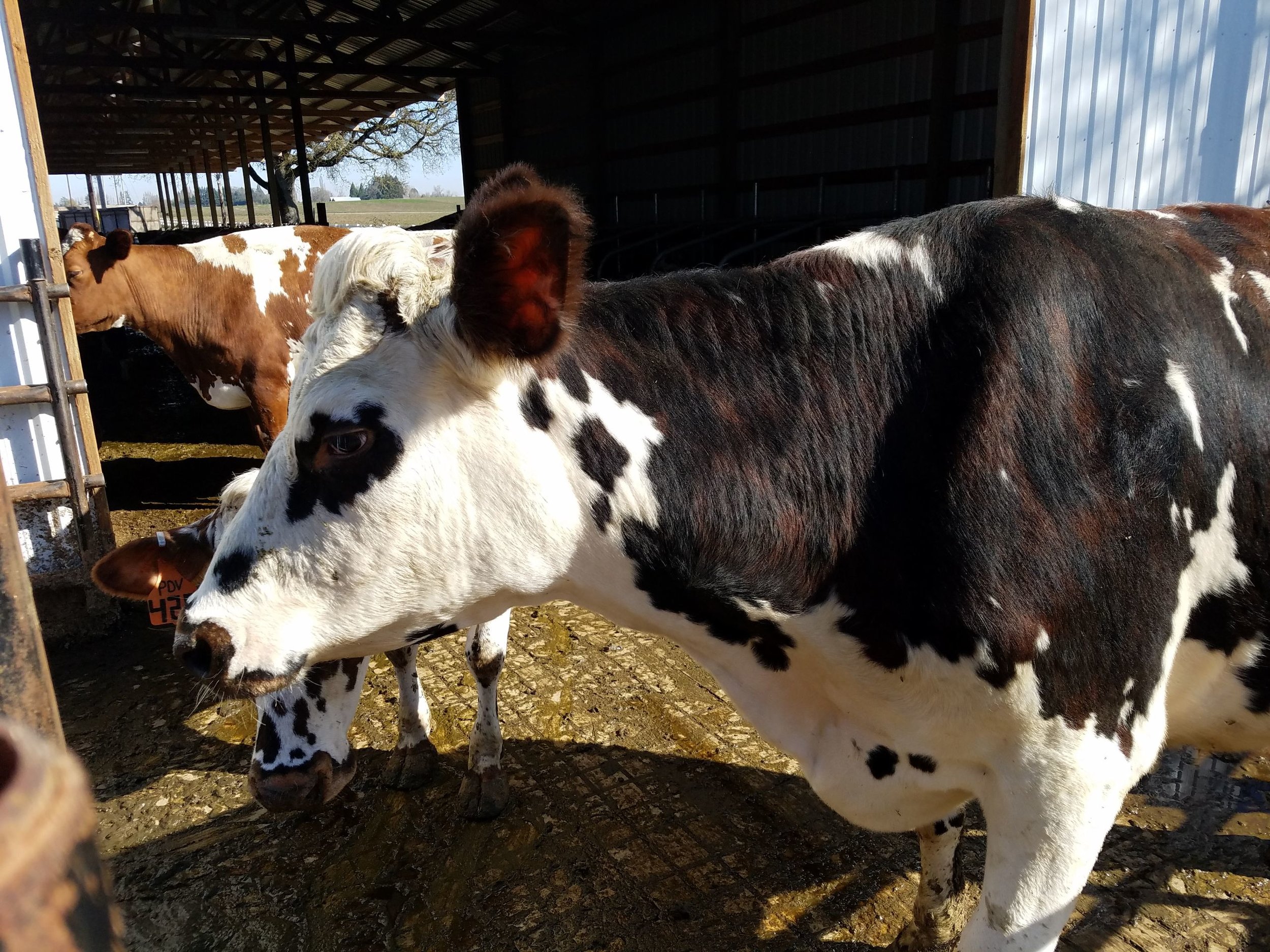 Organic Ayrshire cow