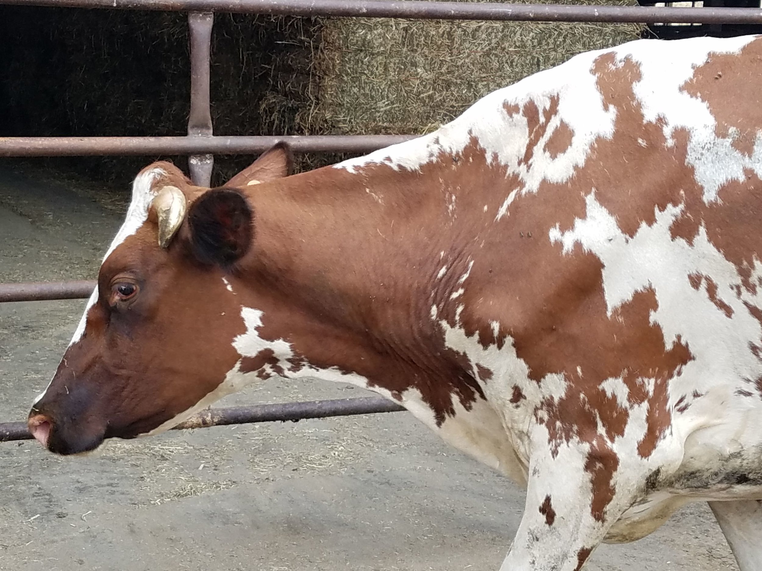 Ayrshire cow outside the barn at Perrin Family Farm.
