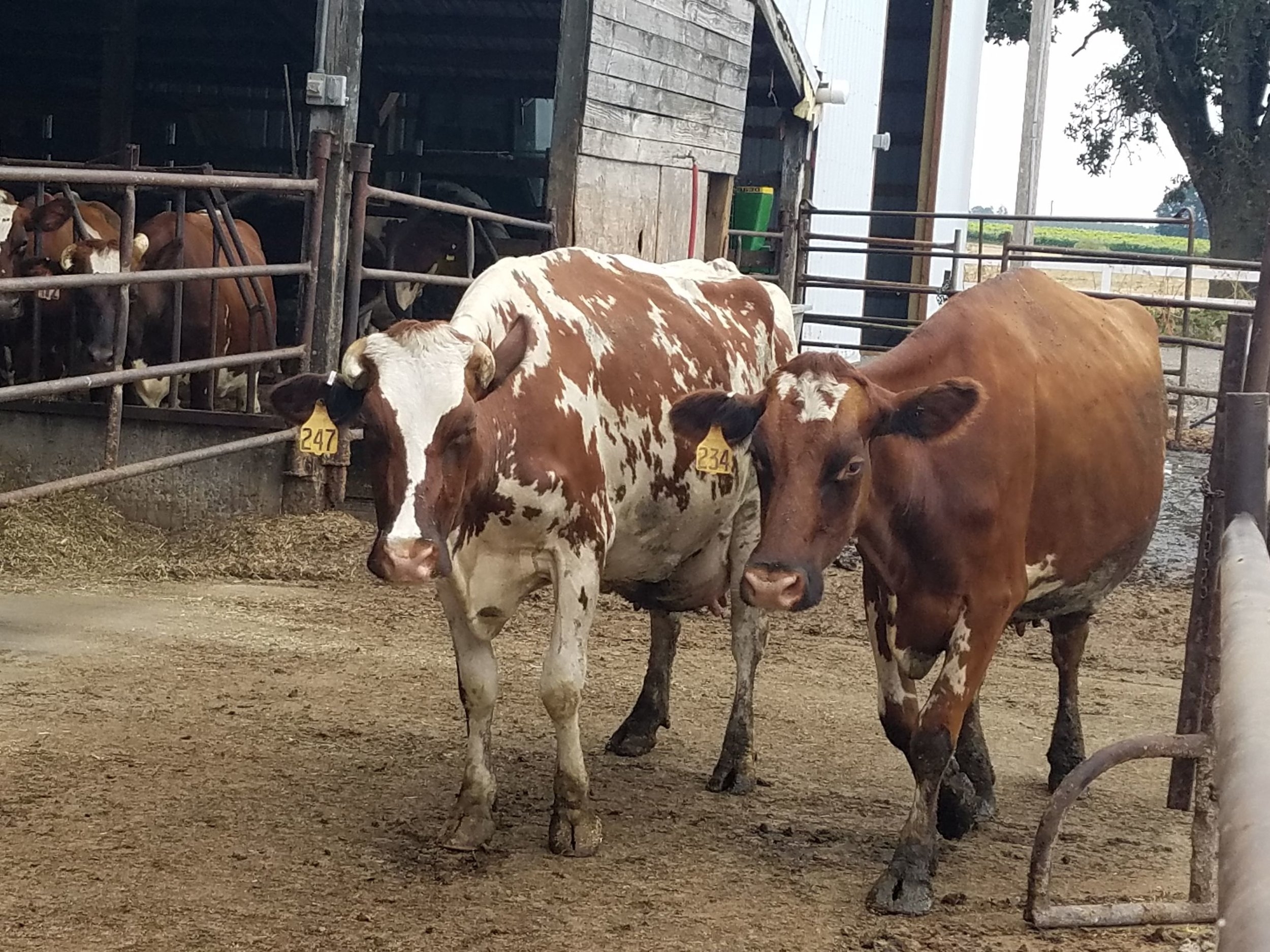 Ayrshire cows at Perrin Family Farm