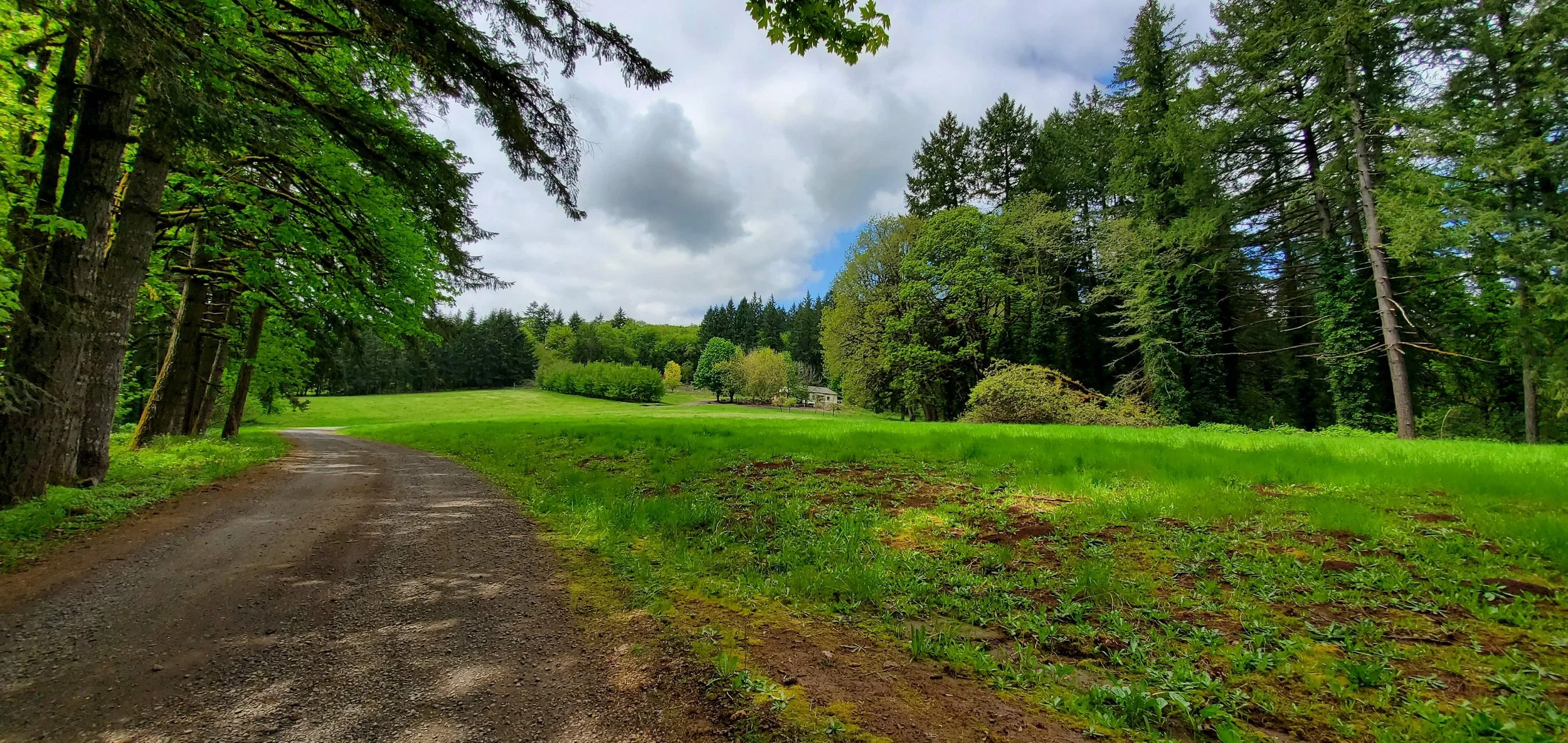 Dundee Oregon 1 Driveway  two fields .jpg