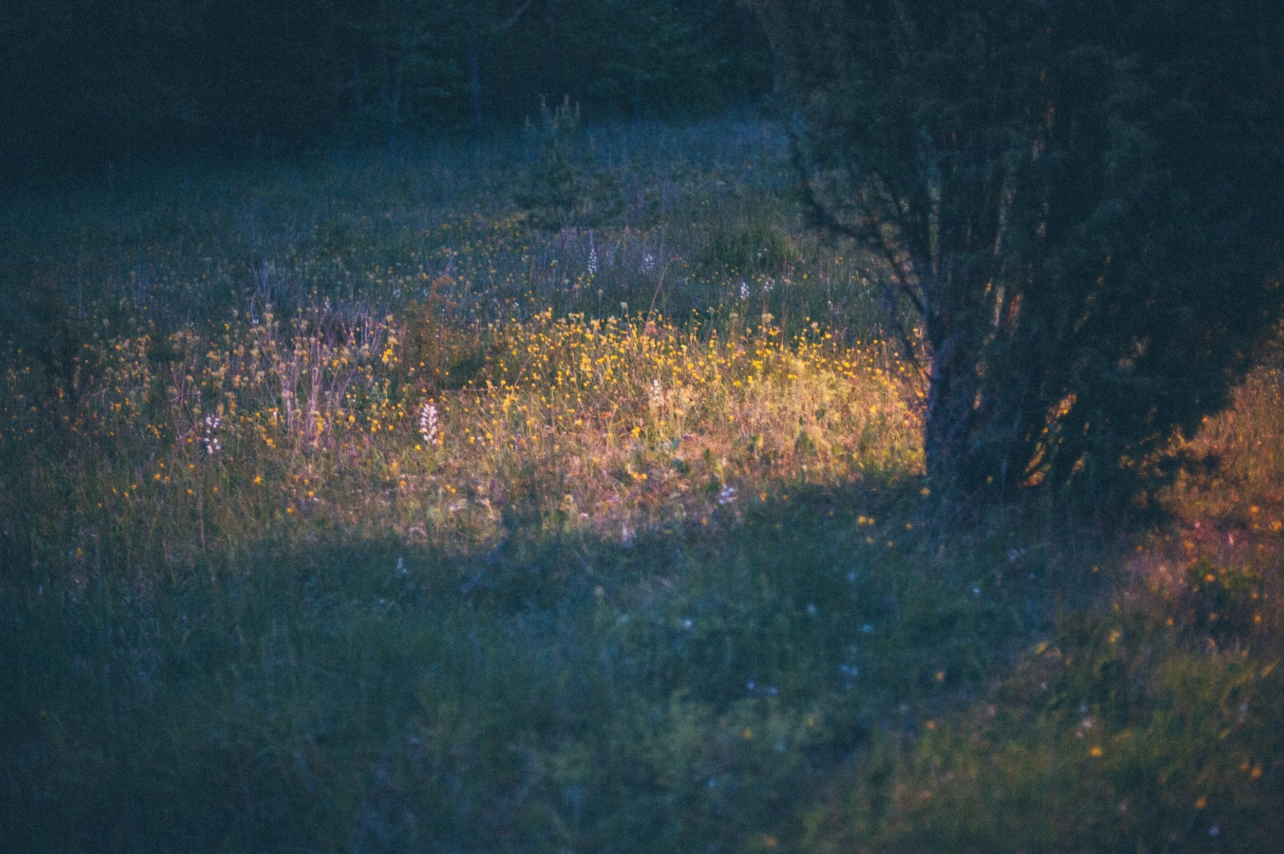 © Florence-Montmare-Photographer-Fårö-Meetingplace-show220150604-4 2.jpeg