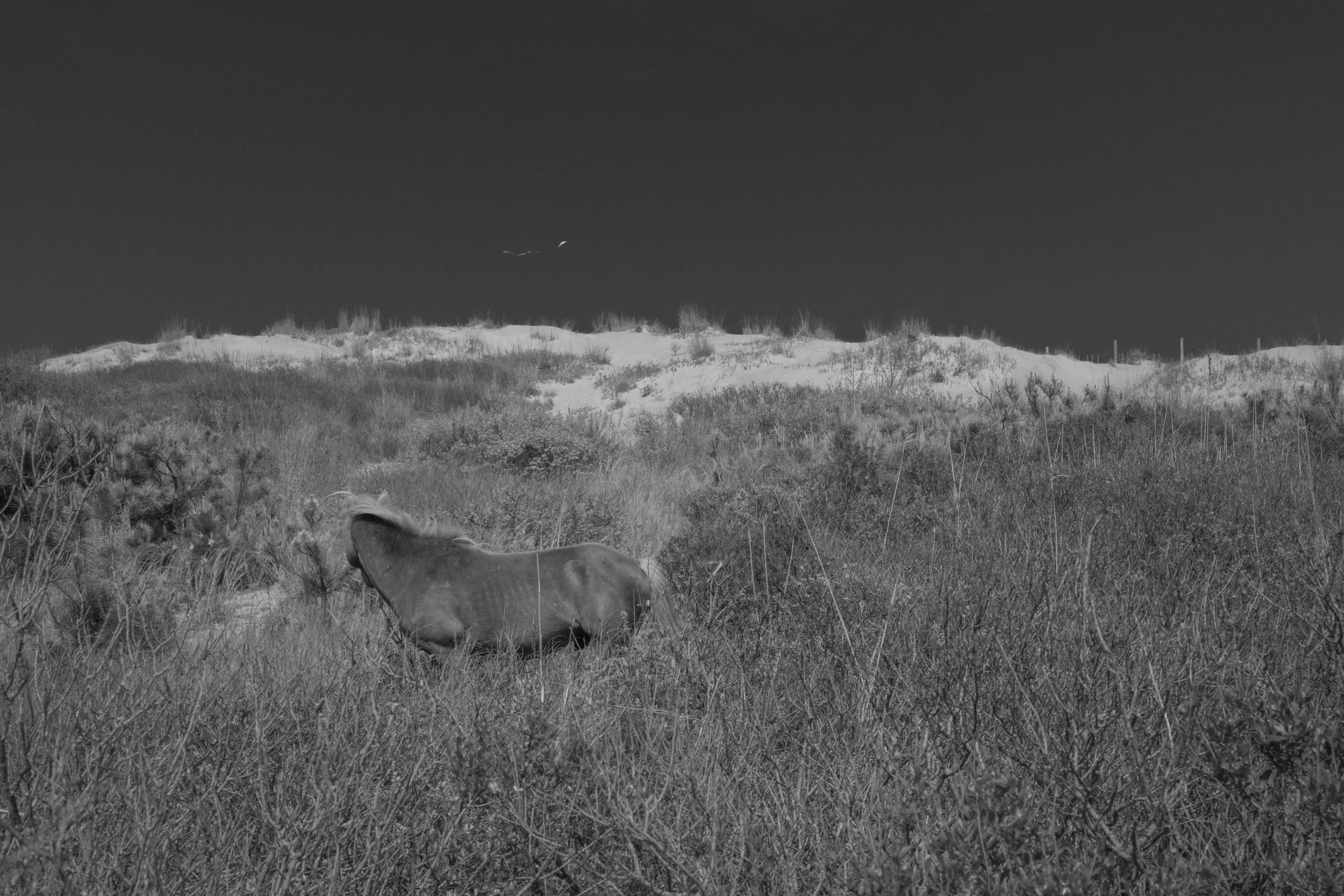©Photographer-Florence-Montmare-AmericaSeries-Wildhorse-VA.jpg