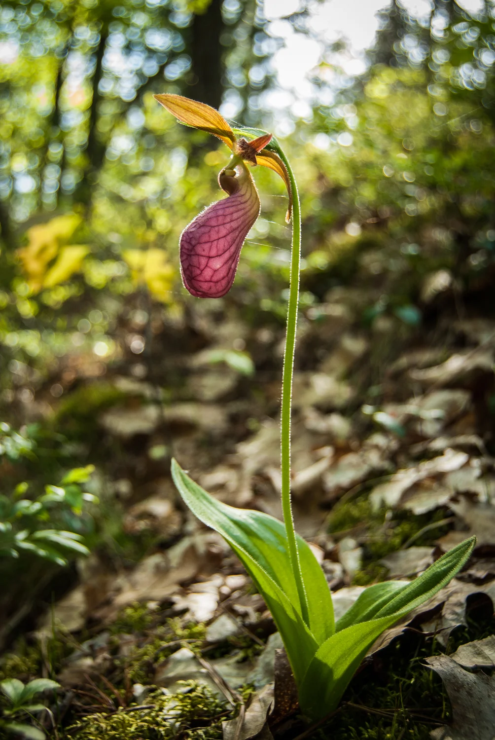 Pink Lady's Slipper | Cypripedium acaule | Michigan native wildflower