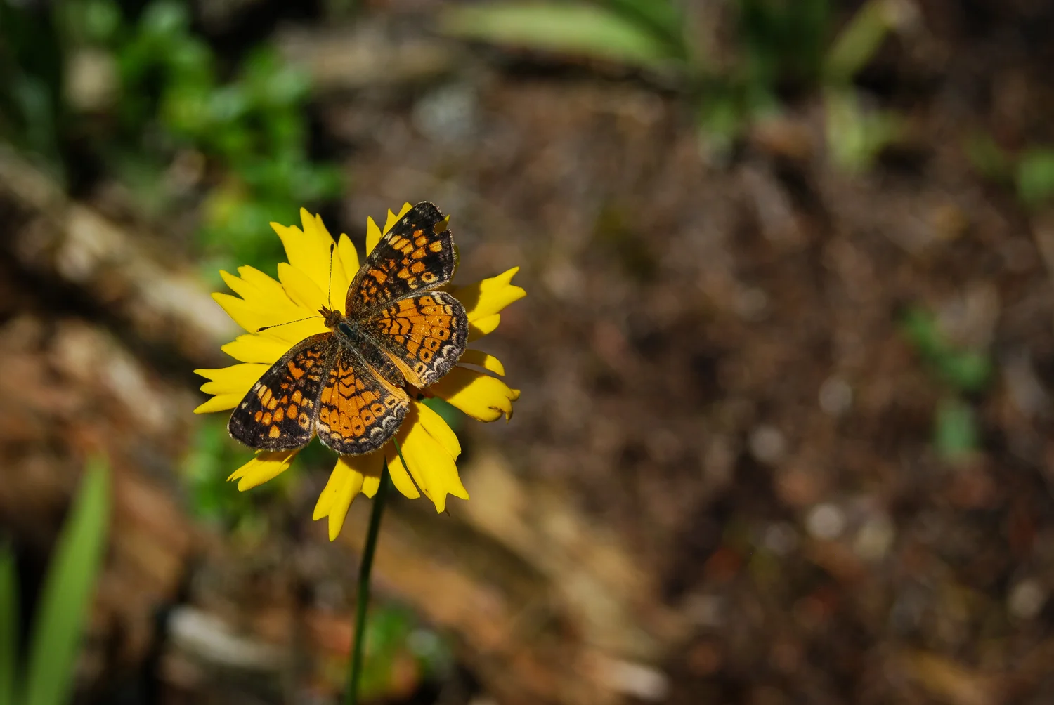 Coreopsis | Coreopsis lanceolata | Michigan Native