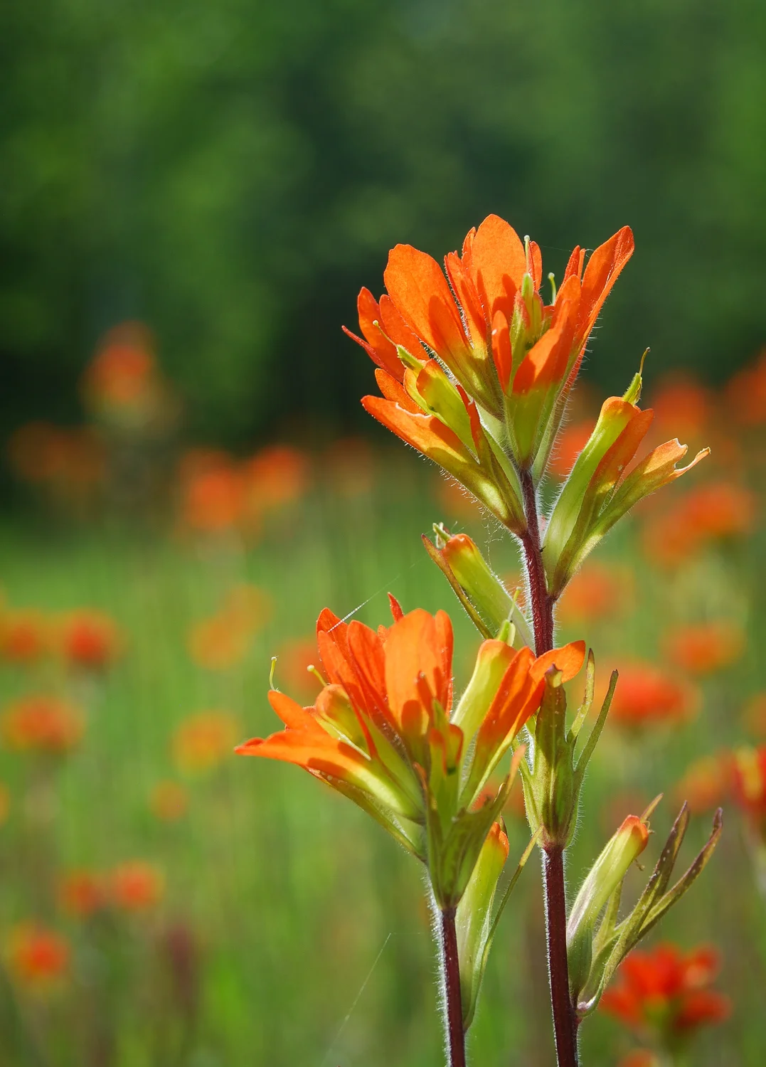 Indian Paintbrush | Castilleja coccinea | Michigan native wildflower