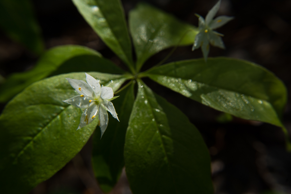 Star Flower | Trientalis borealis | Michigan native wildflower