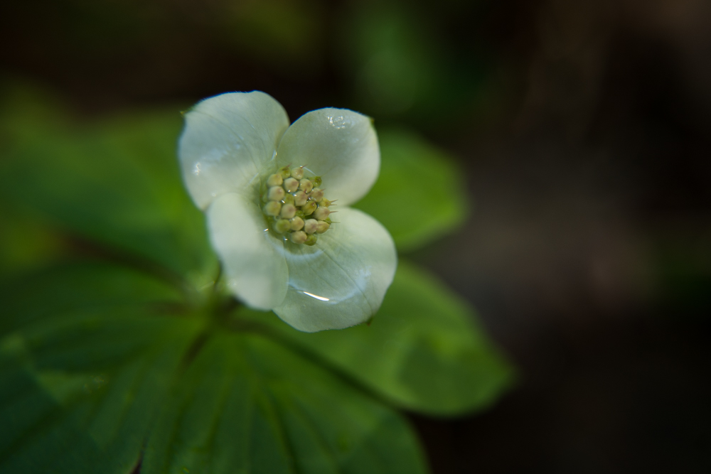 Bunchberry | Cornus canadensis | Michigan native wildflower